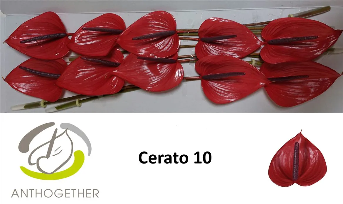 Antúrium Cerato