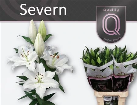 Ľalia orientálna Severn • 90 cm
