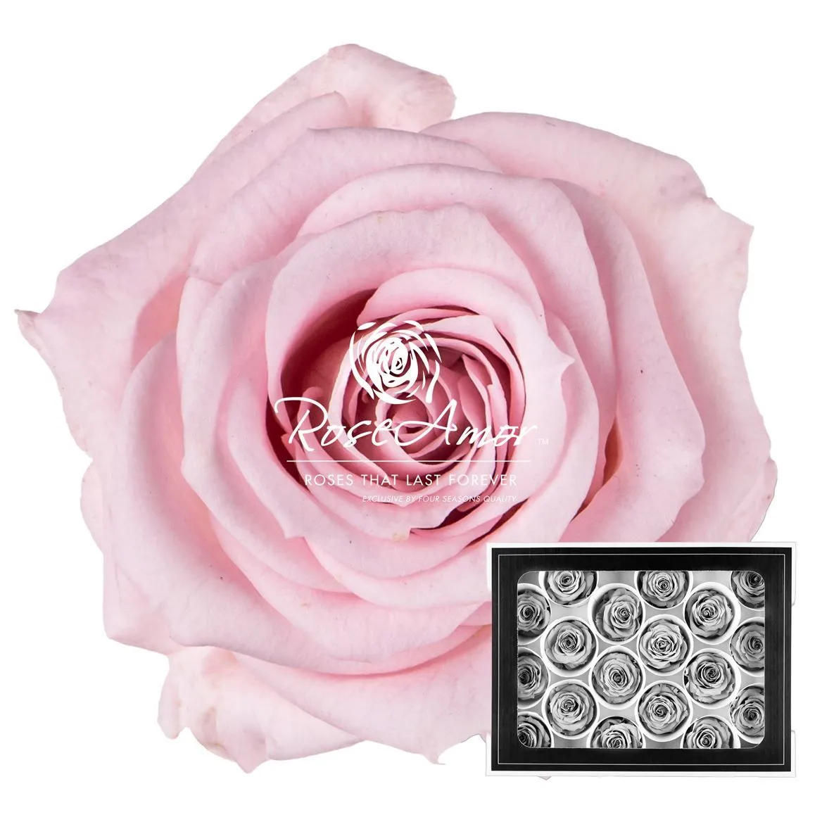 Pres. Xs Pin04