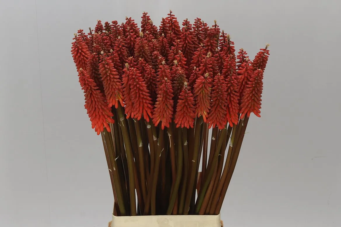 Kniphofia Alcazar • 75 cm