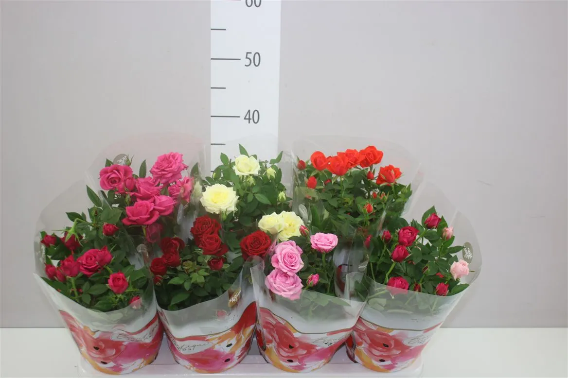 Rosa Star Gemengd • črepník 14 cm