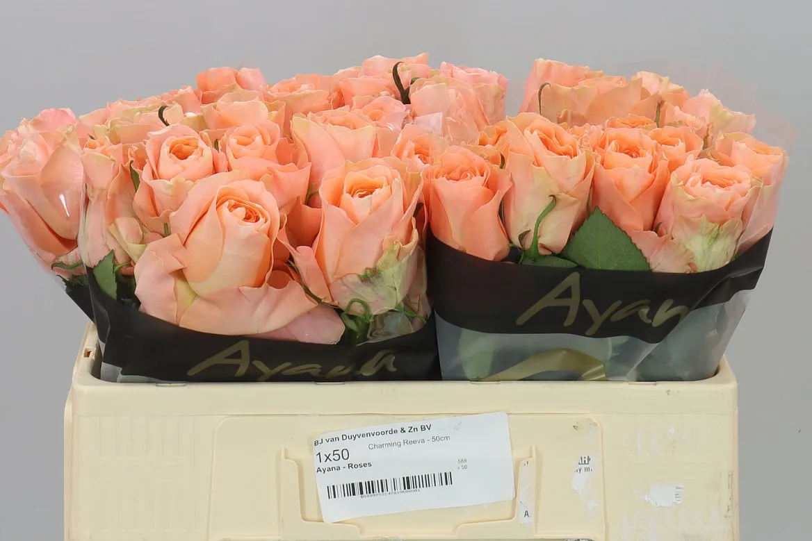 Rosa Gr Charming Reeva • 50 cm