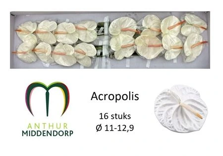 Antúrium Acropolis