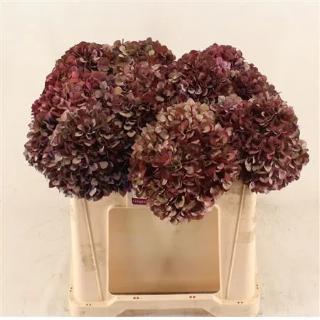 Hortenzia Ruby Classic • 50 cm