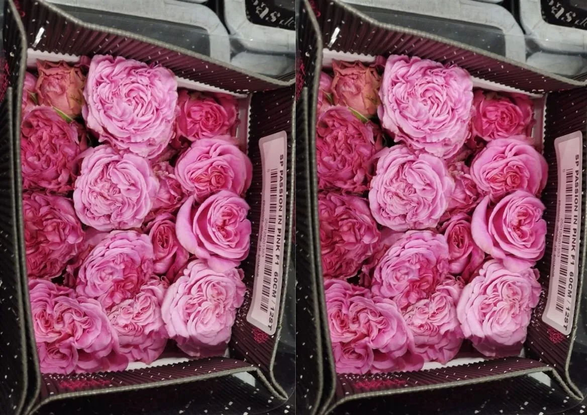 Rosa Gar Passion In Pink • 50 cm