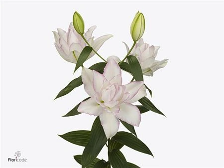 Ľalia orientálna Roselily Anouska ( Double ) • 90 cm