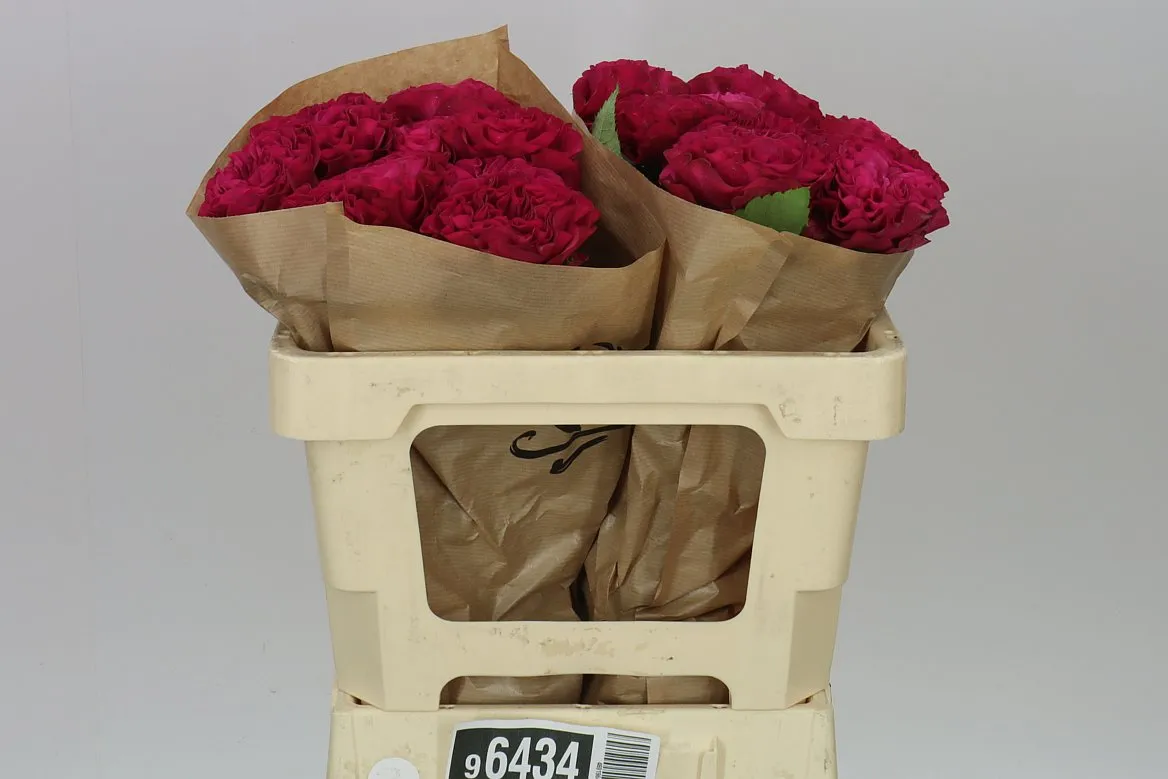 Rosa Gar Cherry Velvet • 50 cm