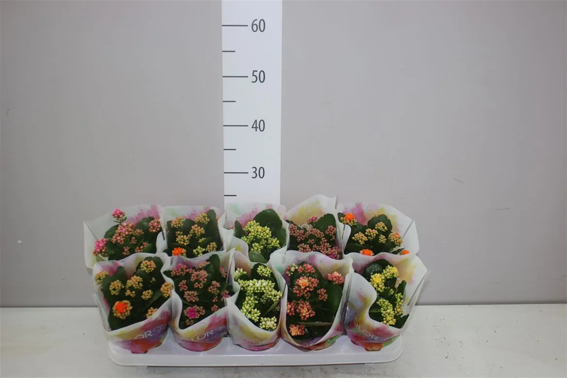Kalanchoe Calandiva mix • črepník 10,5 cm