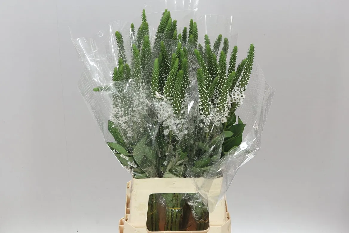 Lysimachia Clethroides • 75 cm
