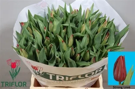 Tulipa En Strong Love • 44 cm