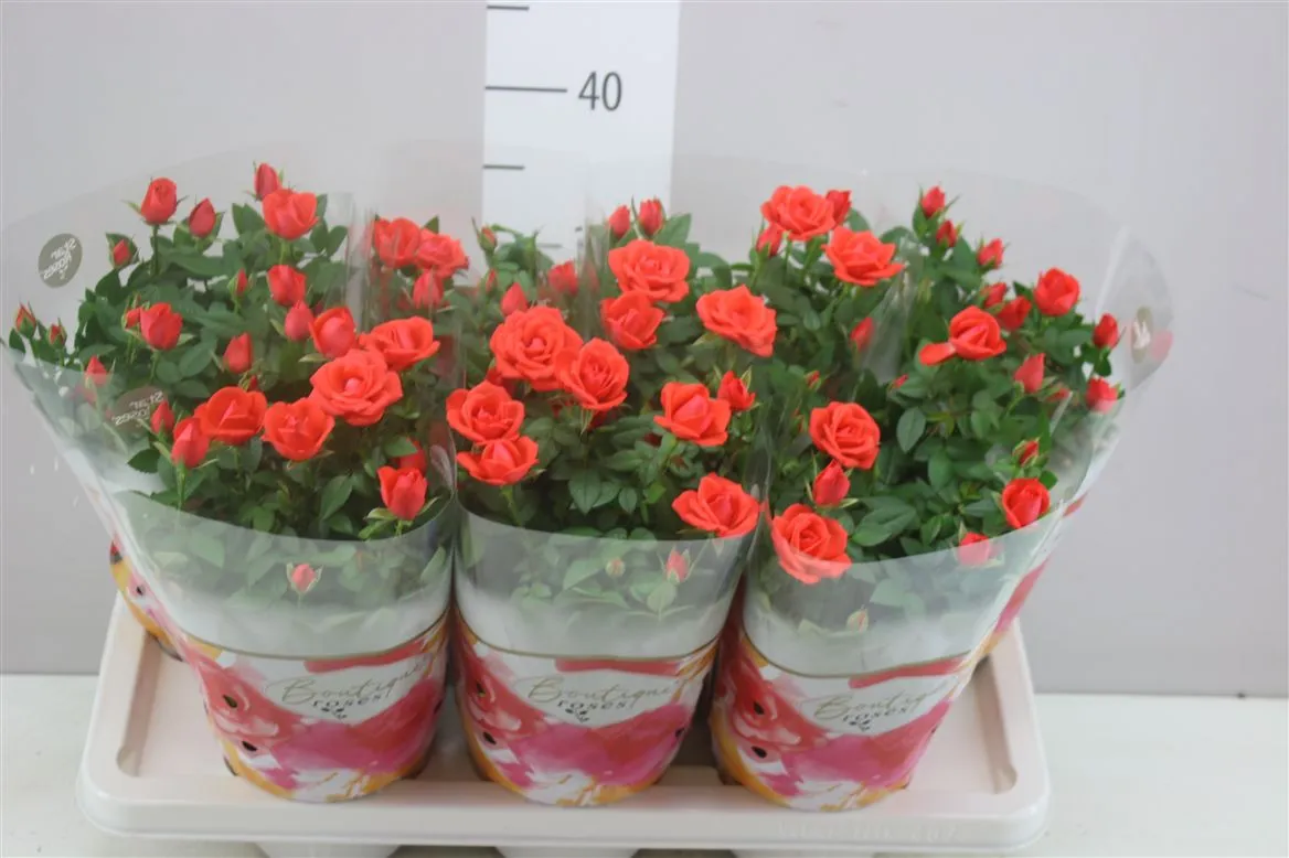 Ruža črepníková Star Orange • črepník 14 cm