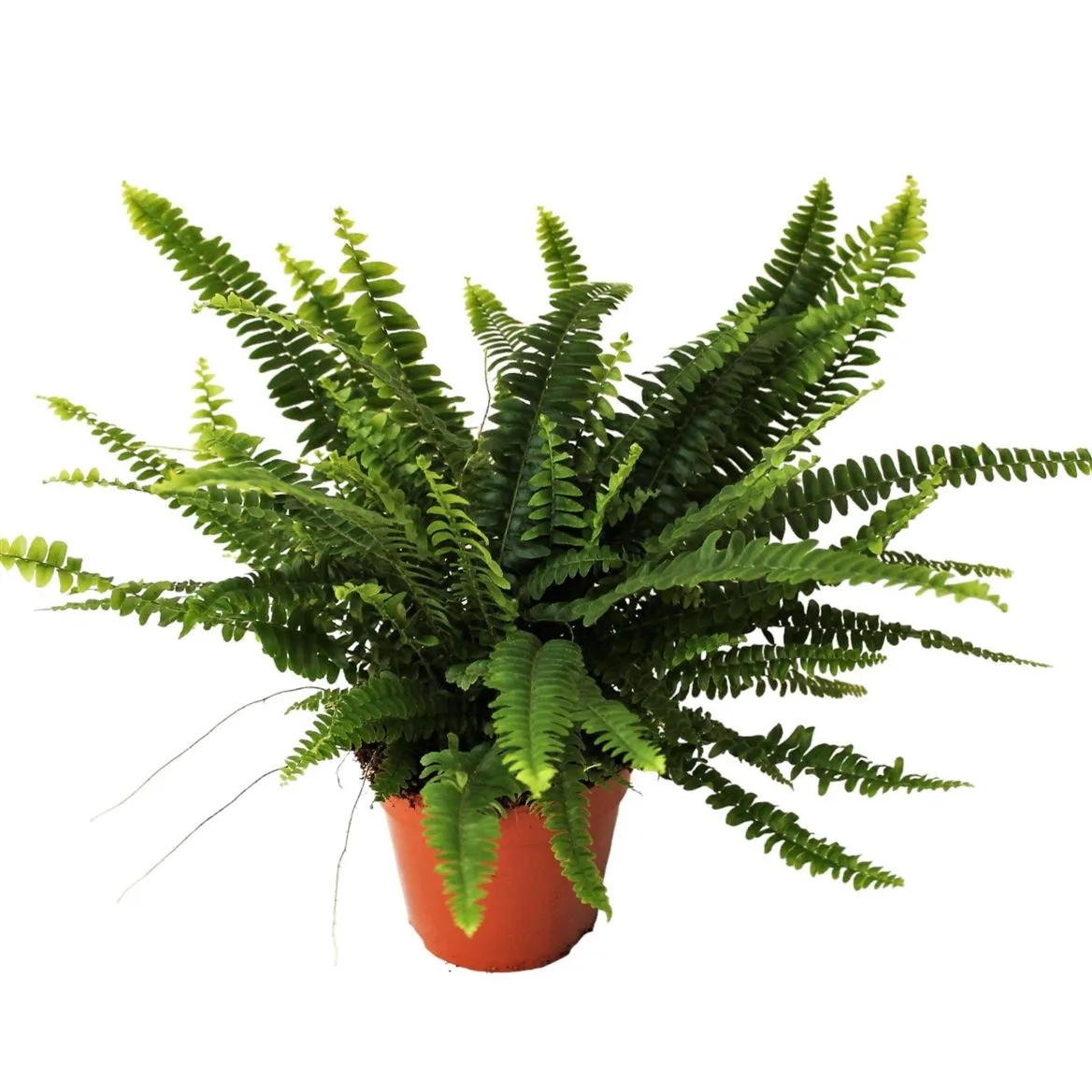 Nephrolepis Green Lady Met Hoes • črepník 14 cm