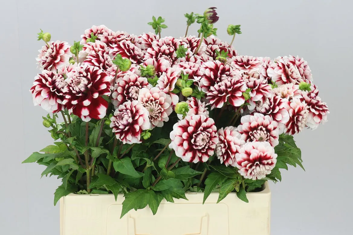 Dahlia Checkers • 55 cm