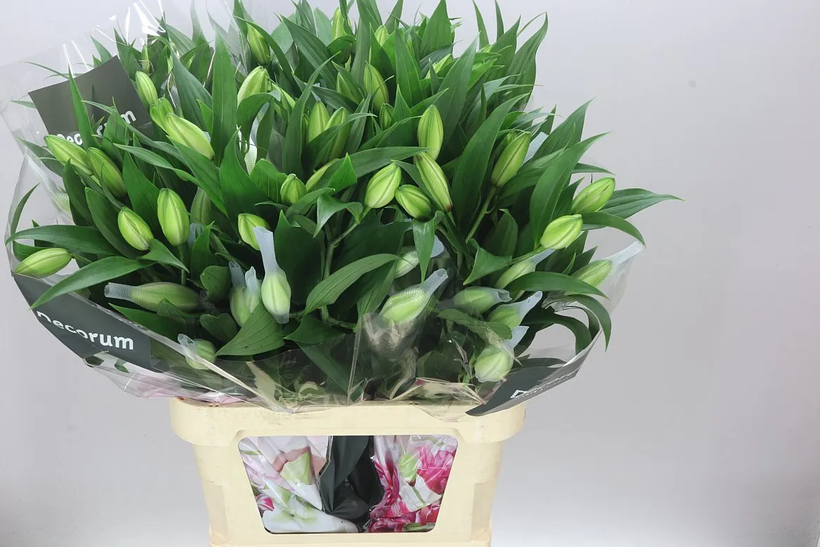 Lil Or Roselily Angela ( Double) • 95 cm