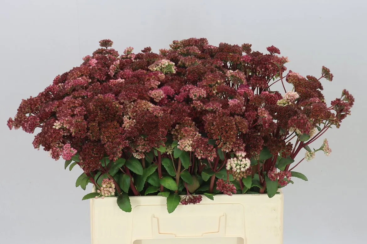 Sedum Magical Lizzy A2 • 60 cm