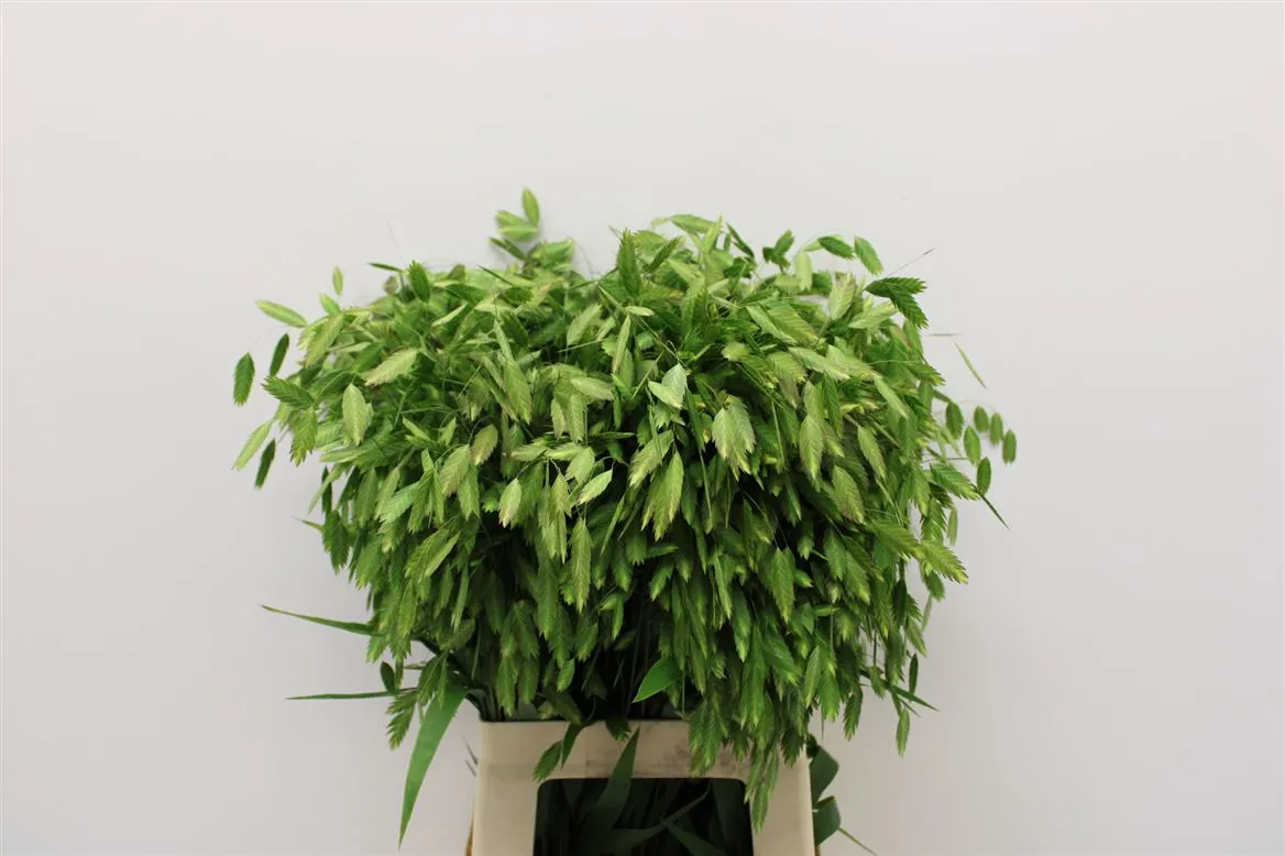 Chasmanthium Latifolium • 70 cm