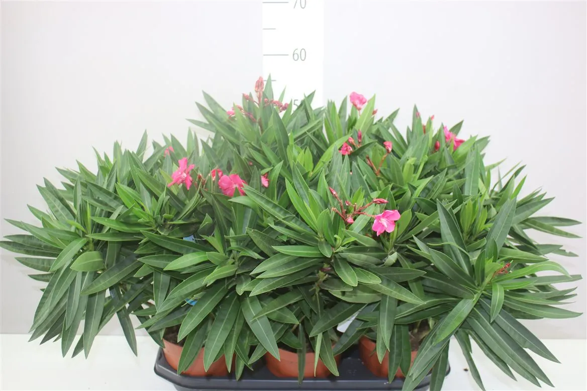 Nerium Oleander • črepník 19 cm