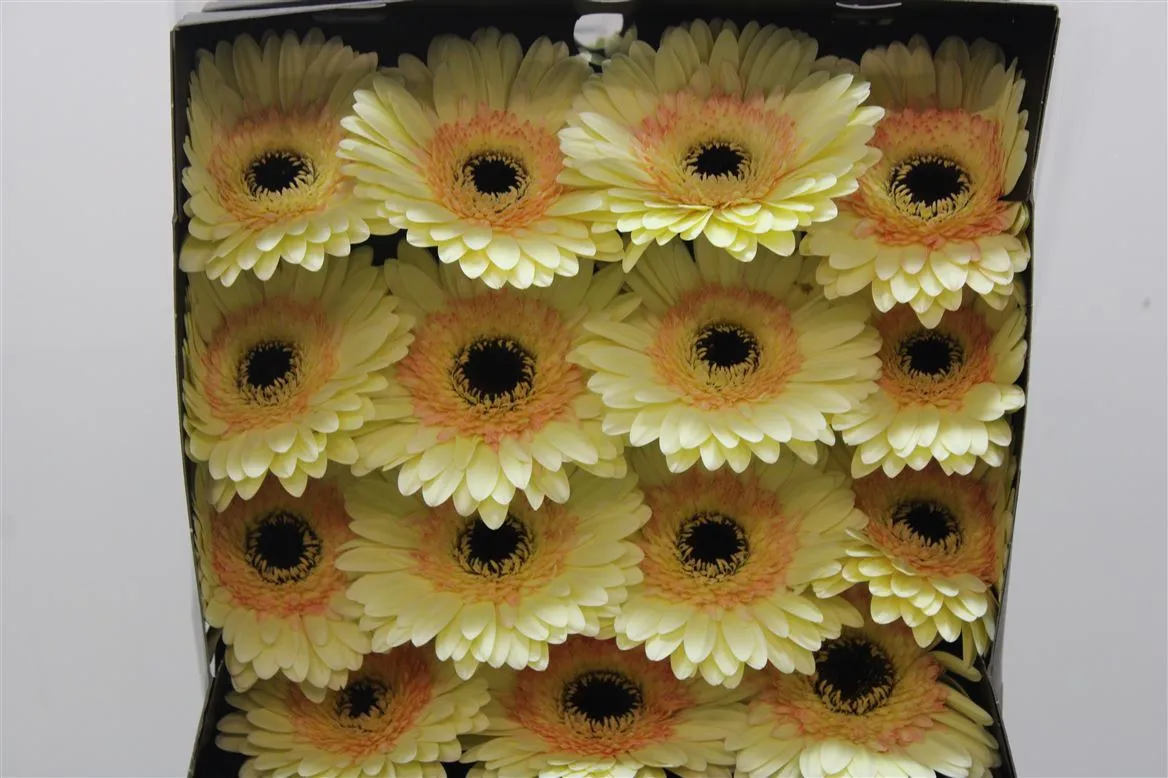 Gerbera Diamond Cartizze • 55 cm