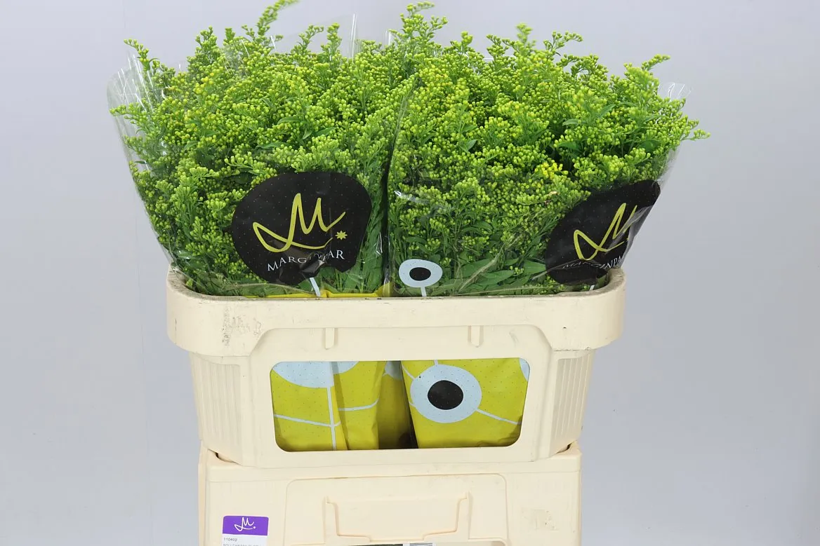 Solidago Golden Glory • 70 cm