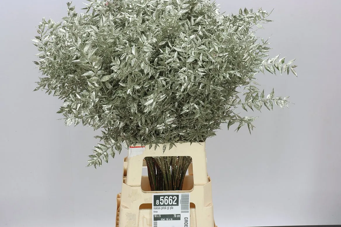 Ruskus Prick Gl Platina • 70 cm