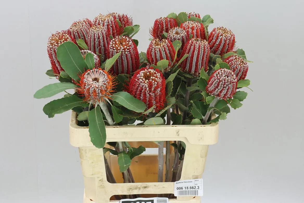 Banksia Coccinea • 60 cm