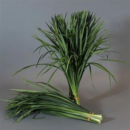 China Gras Green • 60 cm