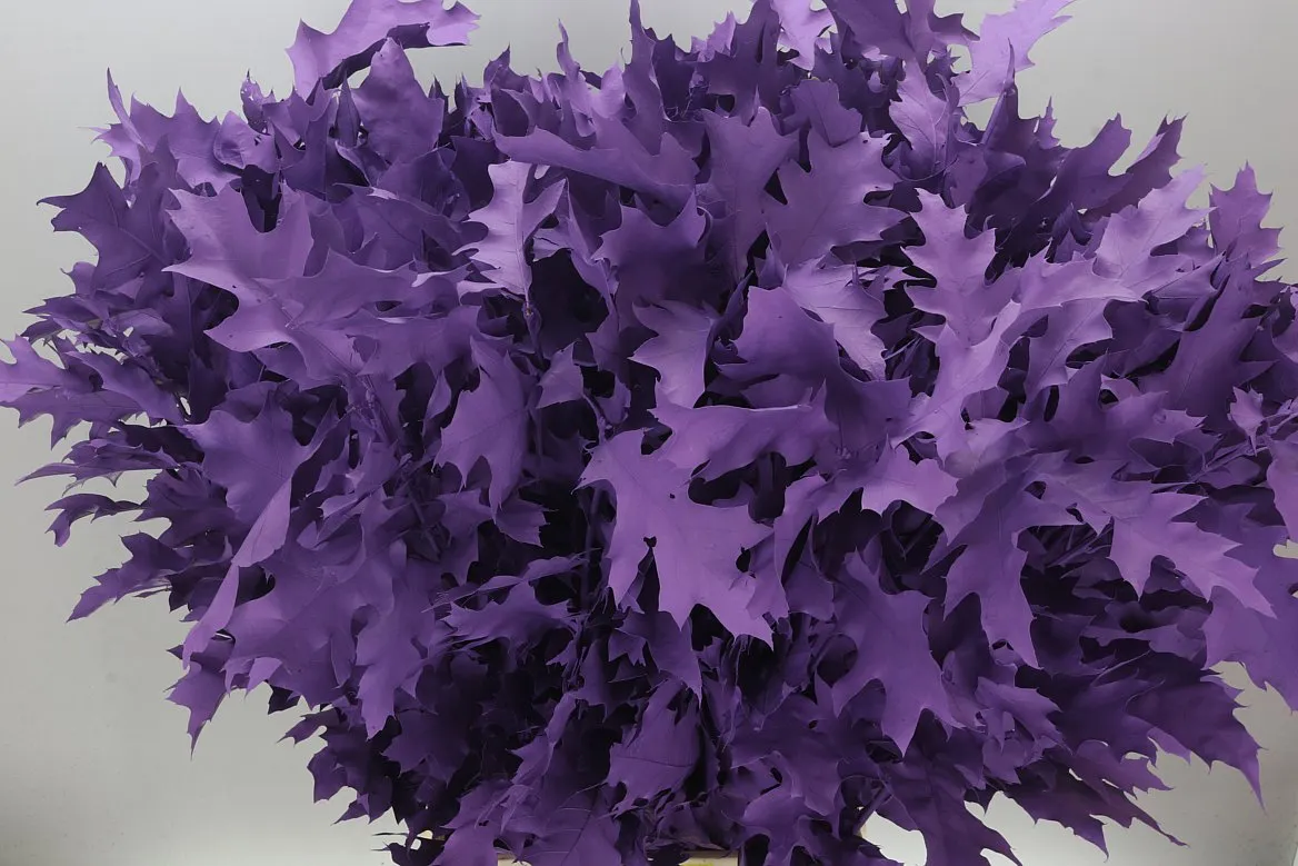 Quercus Painted Purple • 80 cm