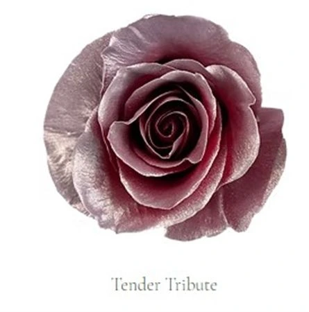 Ruža farbená Tender Tribute, Ekvádor • 50 cm