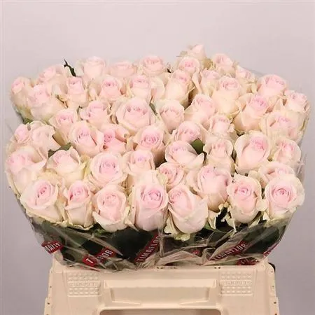 Rosa Gr Sweet Revival • 40 cm