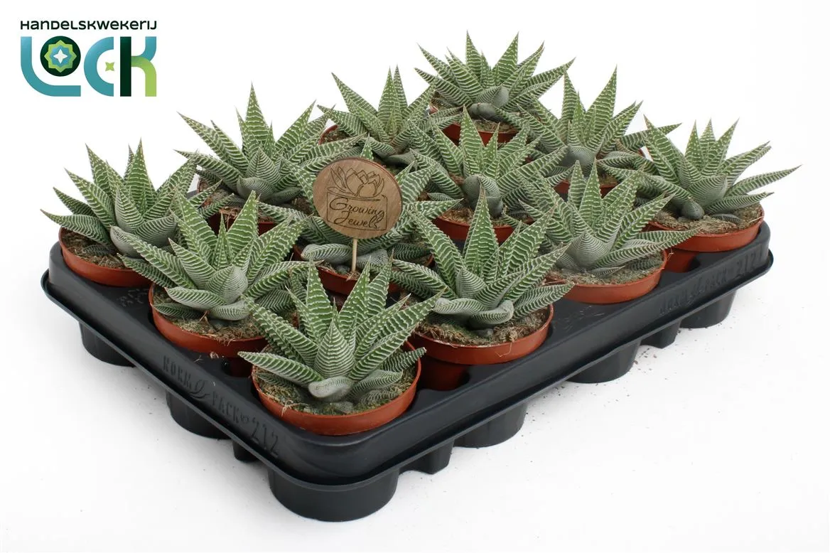 Haworthia Spider White • črepník 8,5 cm