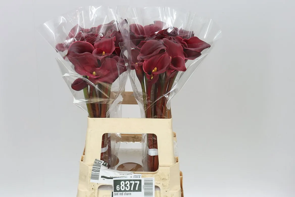 Zant Red Charm • 60 cm