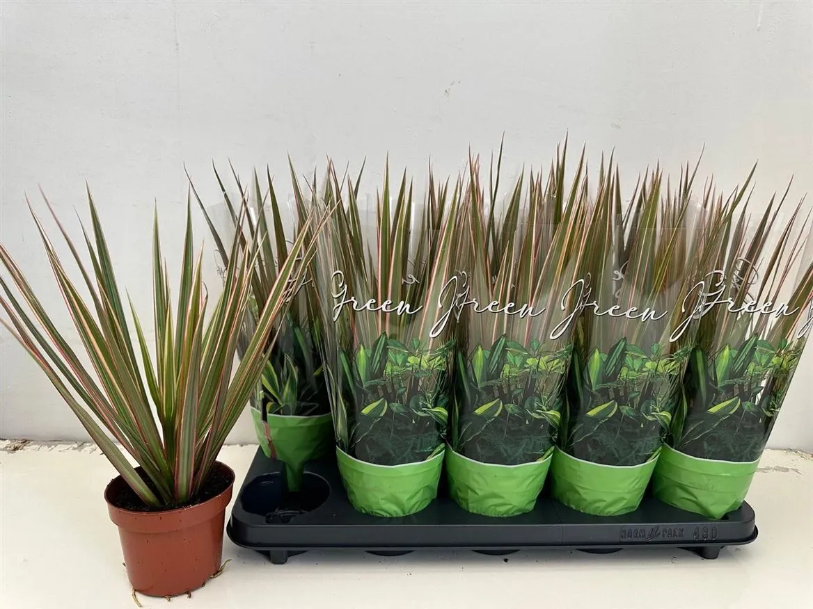Dracaena Bicolor Kopstek • črepník 12 cm