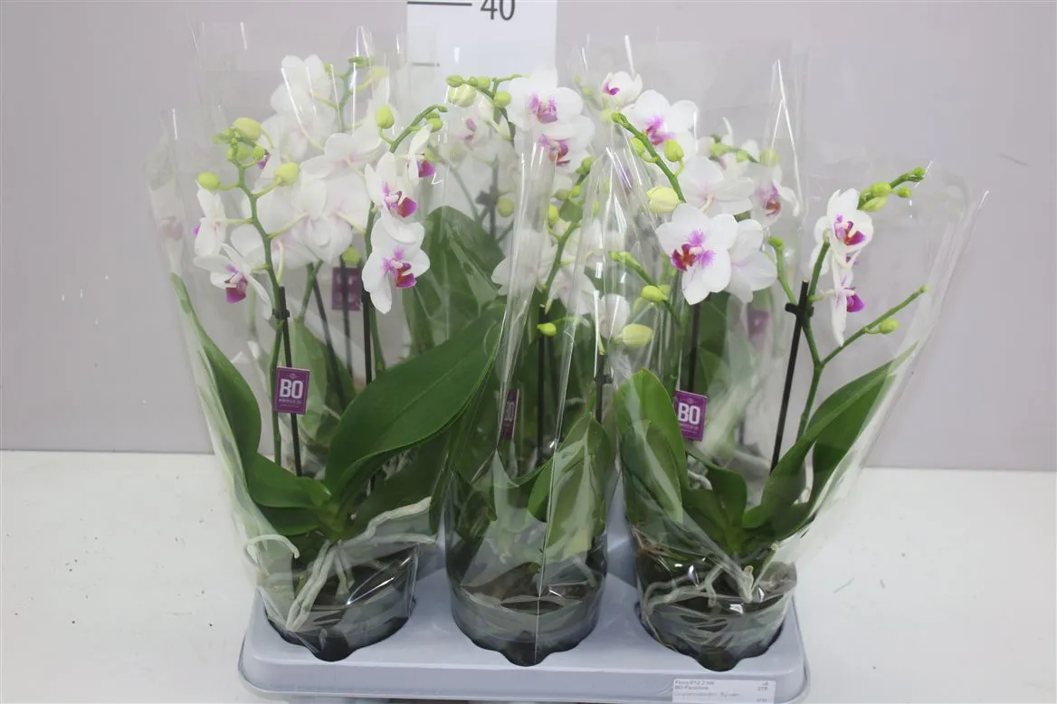 Phal Boquetto Passion 2 Tak • črepník 12 cm