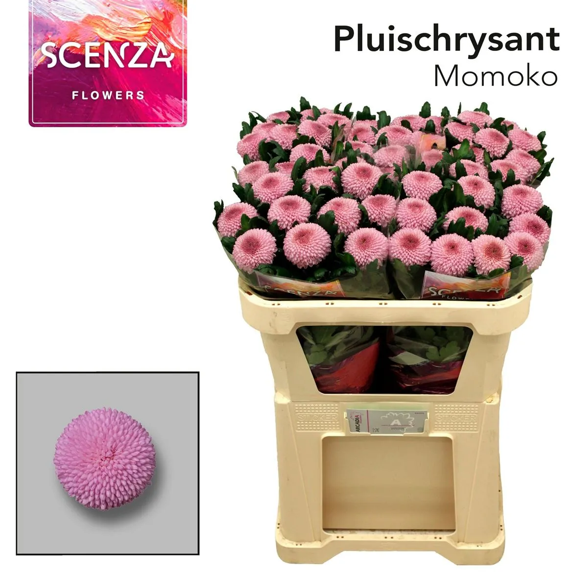 Chryzantéma veľkokvetá Momoko • 65 cm