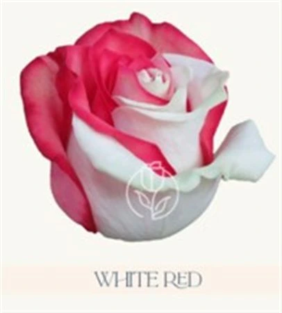 Ruža farbená White Red, Ekvádor • 50 cm