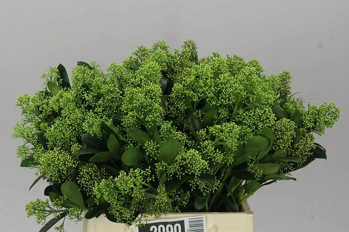Skimmia Yuki • 45 cm