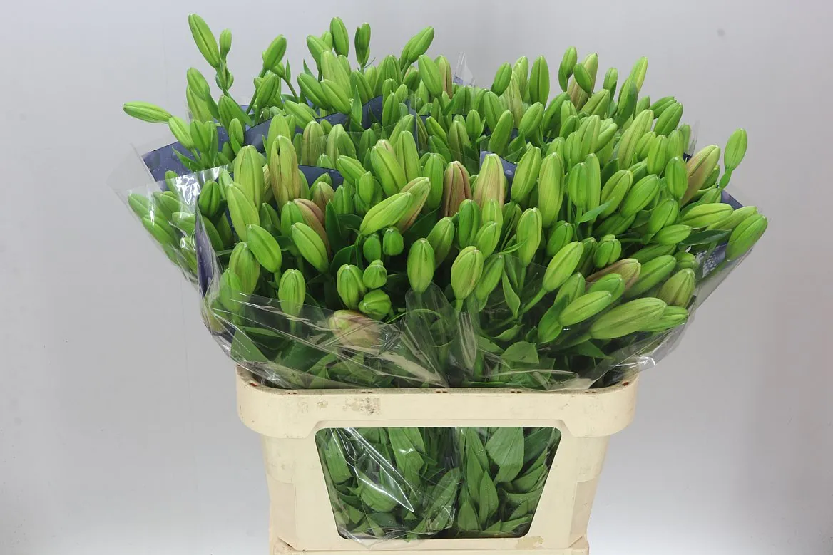 Lil La Brindisi 3+ • 85 cm