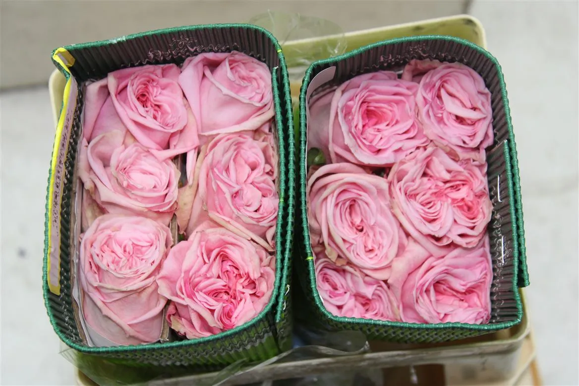 Rosa Gar Pink Ohara • 40 cm
