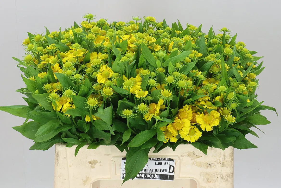 Helenium Kanaria • 55 cm