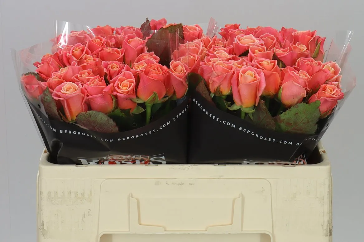 Rosa Gr Miss Piggy • 50 cm