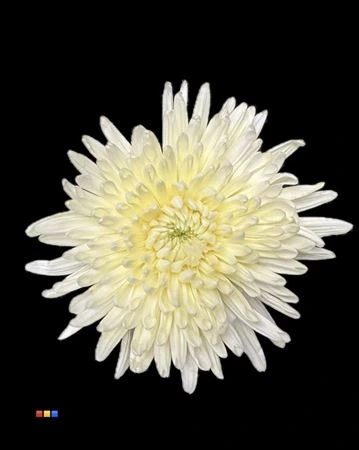 Chryzantéma veľkokvetá Topspin Pastel Yellow • 70 cm
