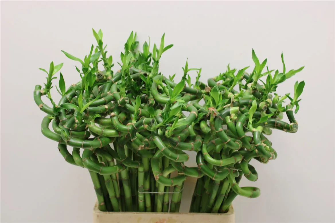 Lucky Bamboo Twisted + Toef • 80 cm