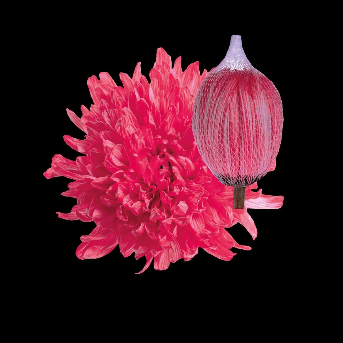 Chryzantéma veľkokvetá Antonov Hot Pink • 70 cm