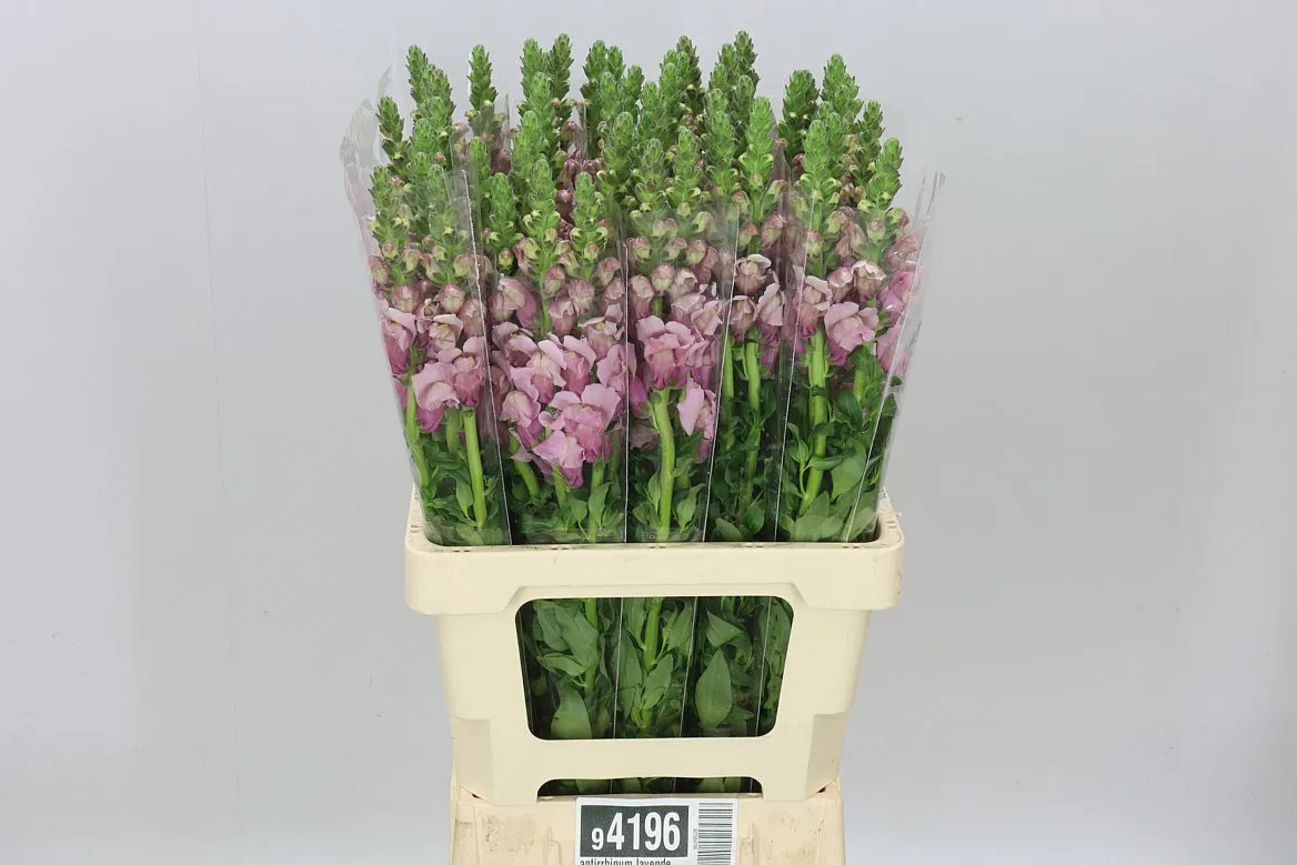 Antirrhinum Lavender It • 70 cm