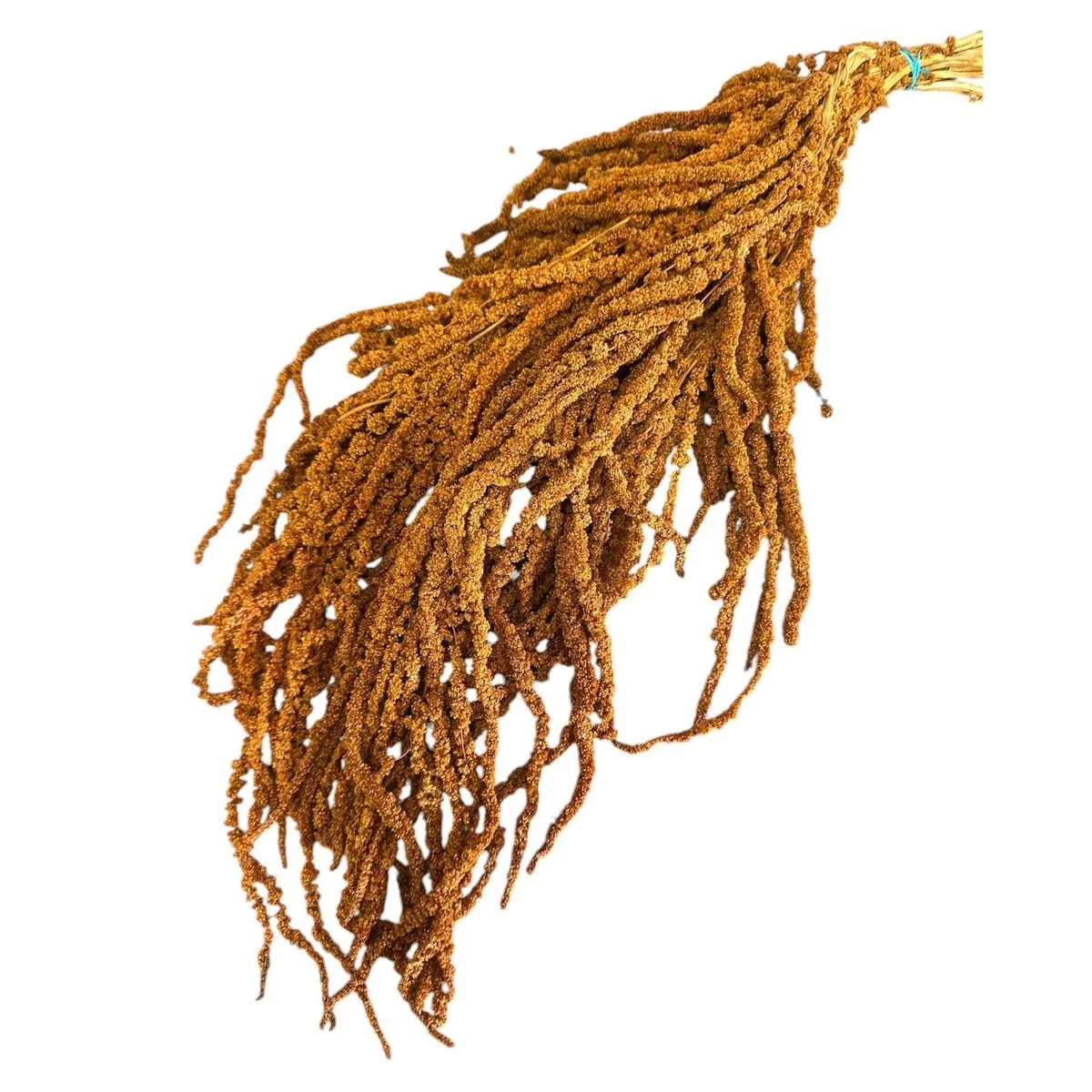 Sušený láskavec previsnutý oranžový 70 cm