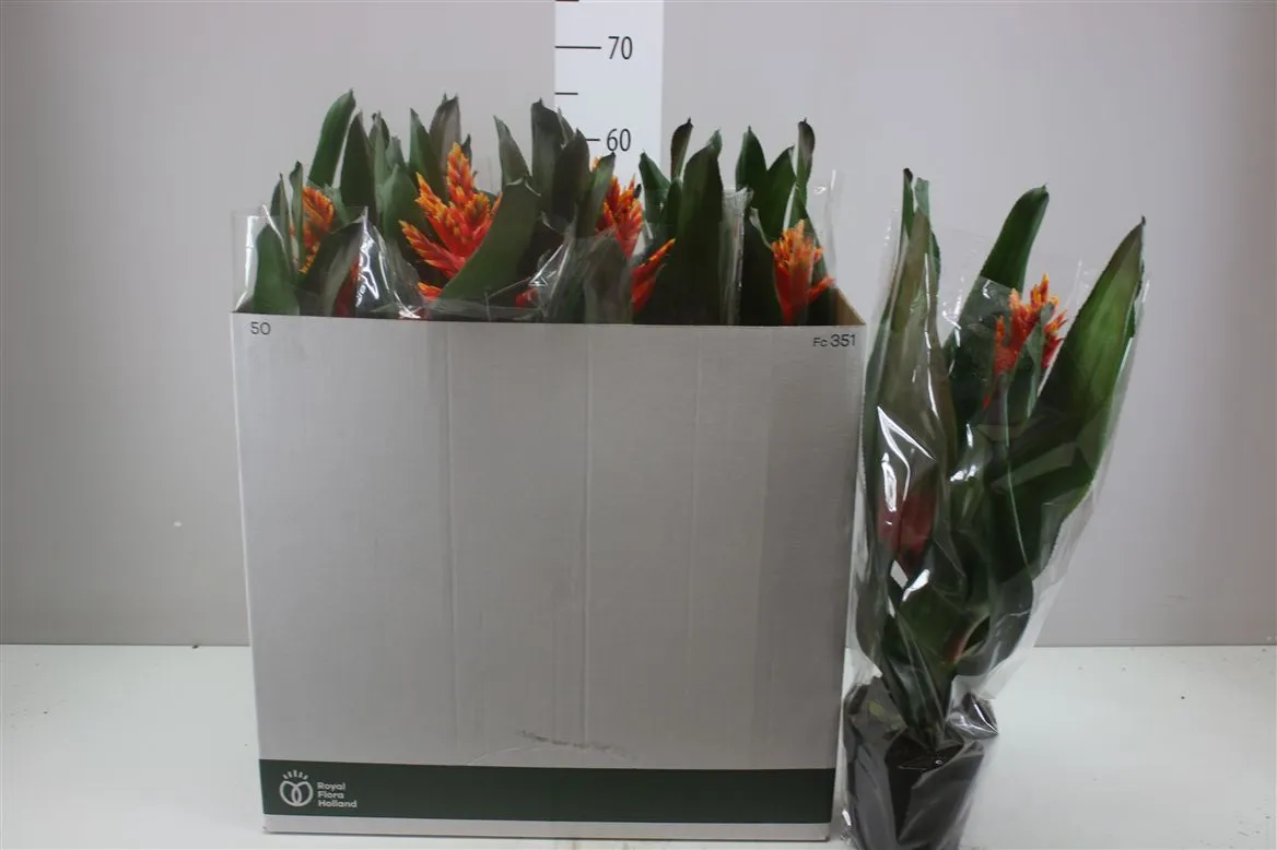 Aechmea Elegant Flame • črepník 15 cm