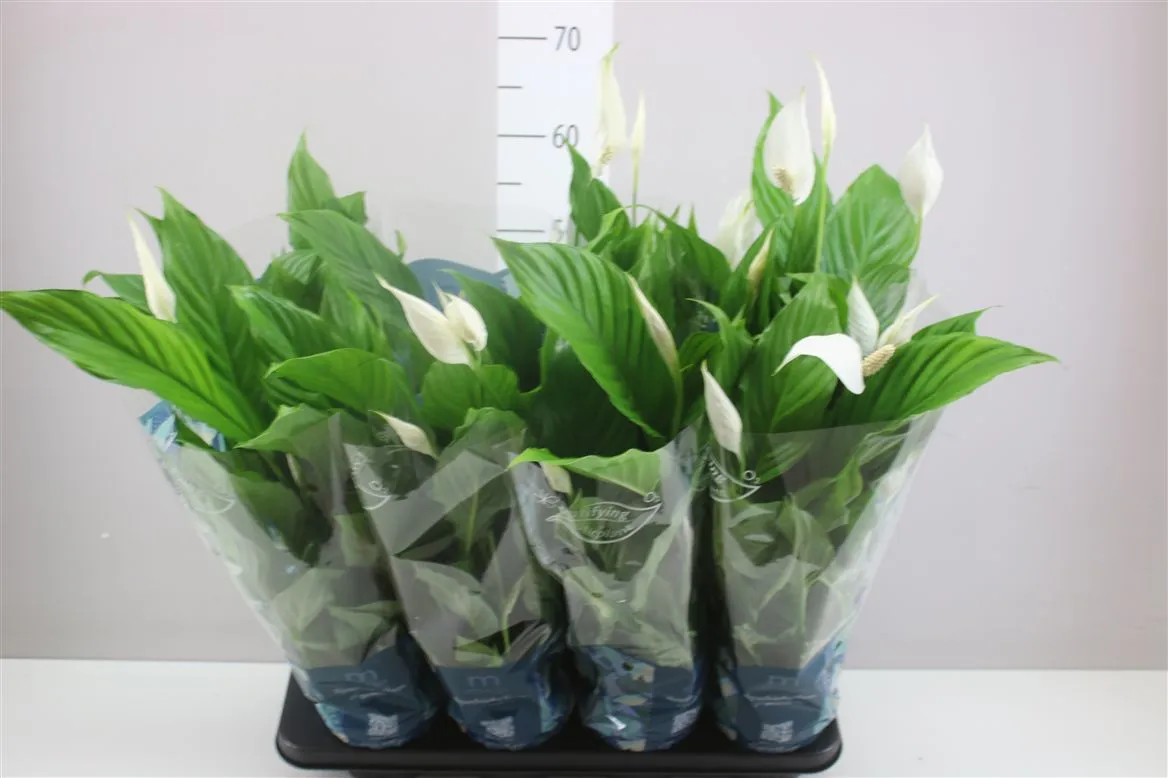 Spathiphyllum Strauss • črepník 13 cm