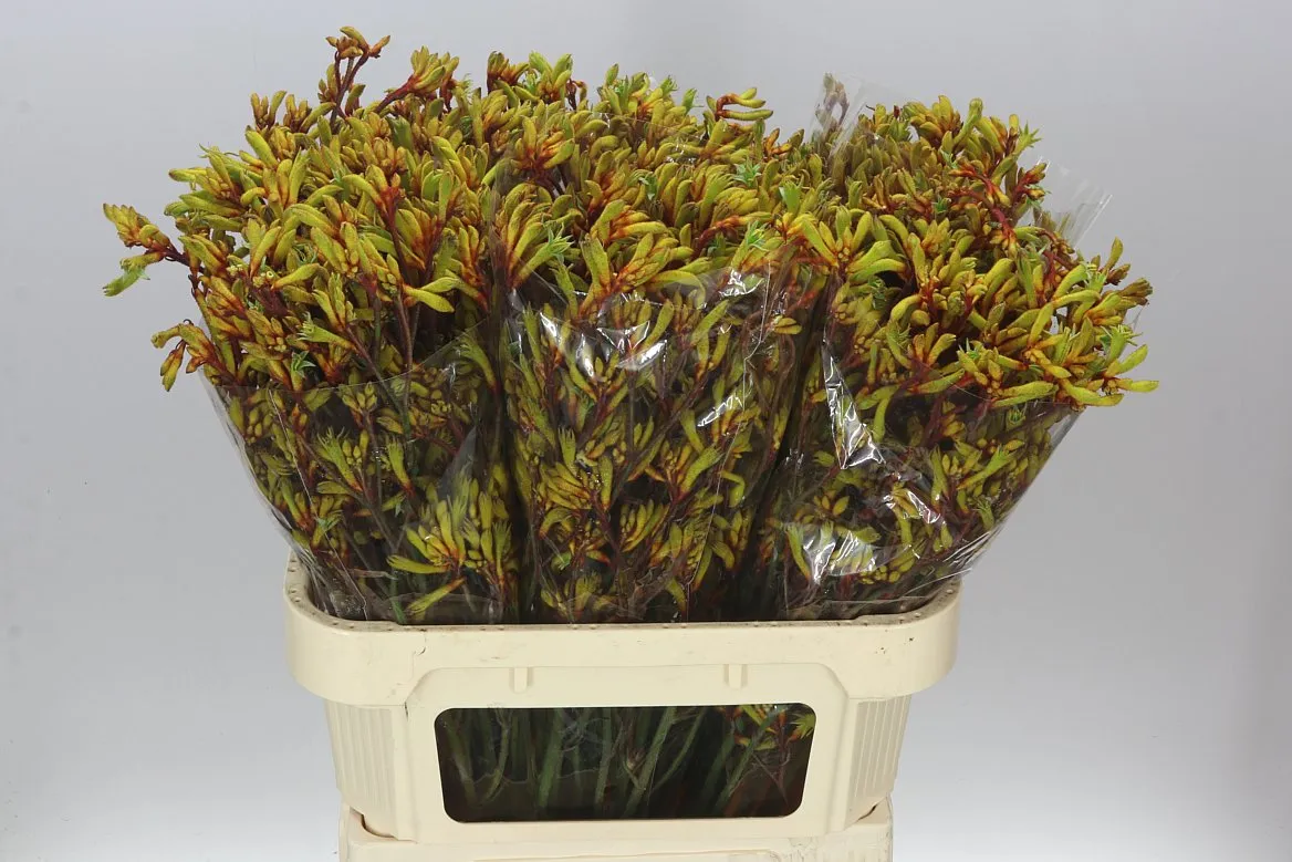 Anigozanthos Gold Fever • 80 cm