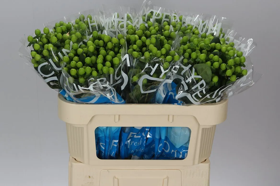 Hyperikum Coco Bamboo • 70 cm