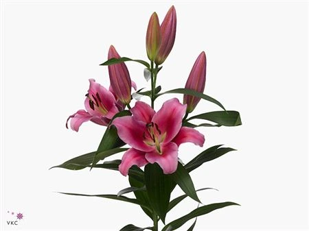 Ľalia orientálna Dalian Ex • 100 cm